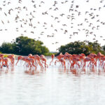 Spectacular photo of flamingo migration crossing through Isla Holbox, México.