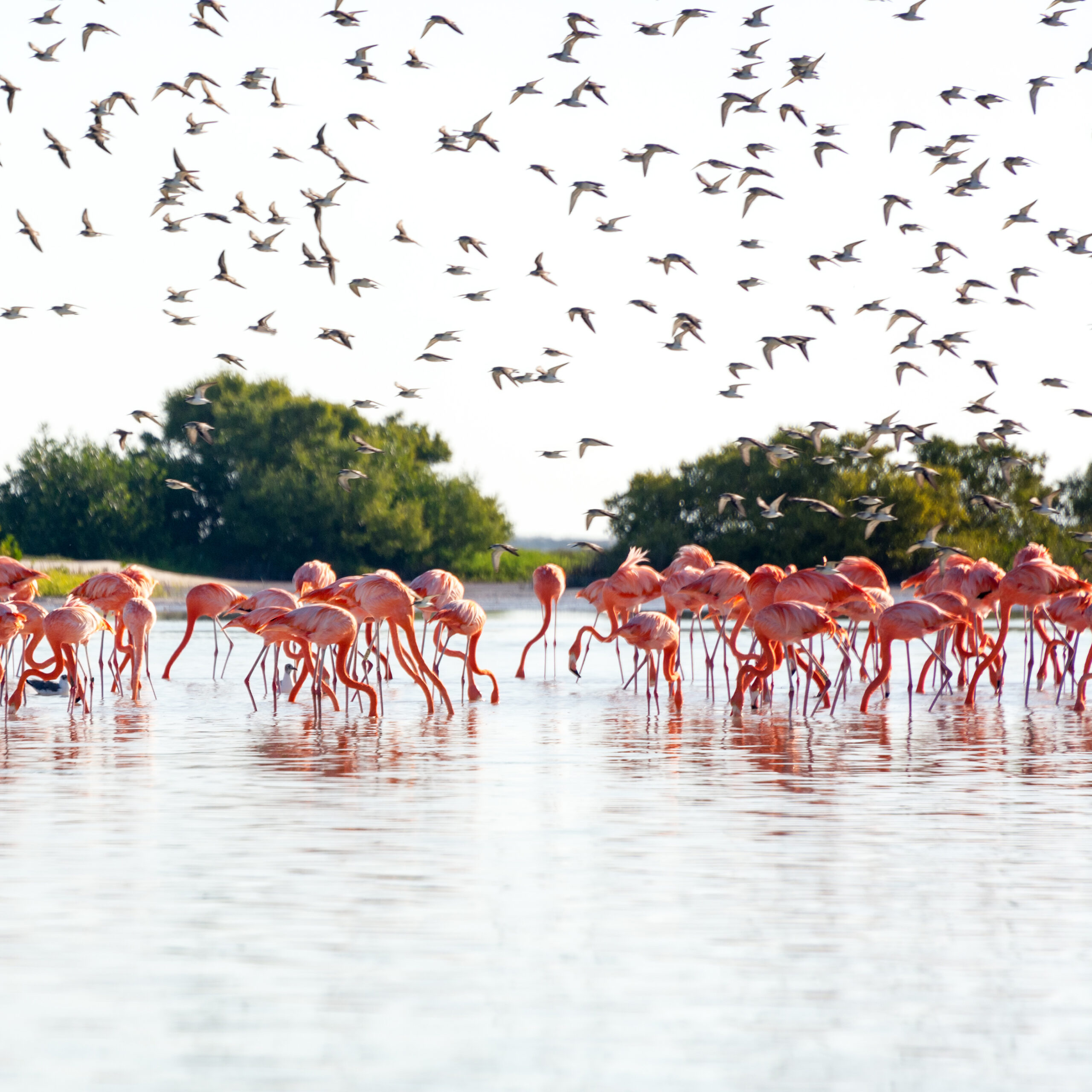 Spectacular photo of flamingo migration crossing through Isla Holbox, México.