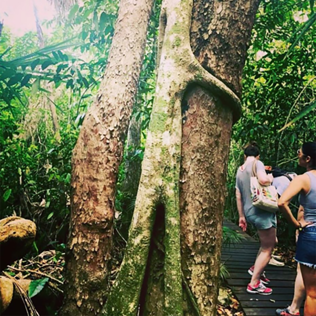 chechen and chaca tree grown intertwined in the Yucatan Peninsula in the southeastern part of México