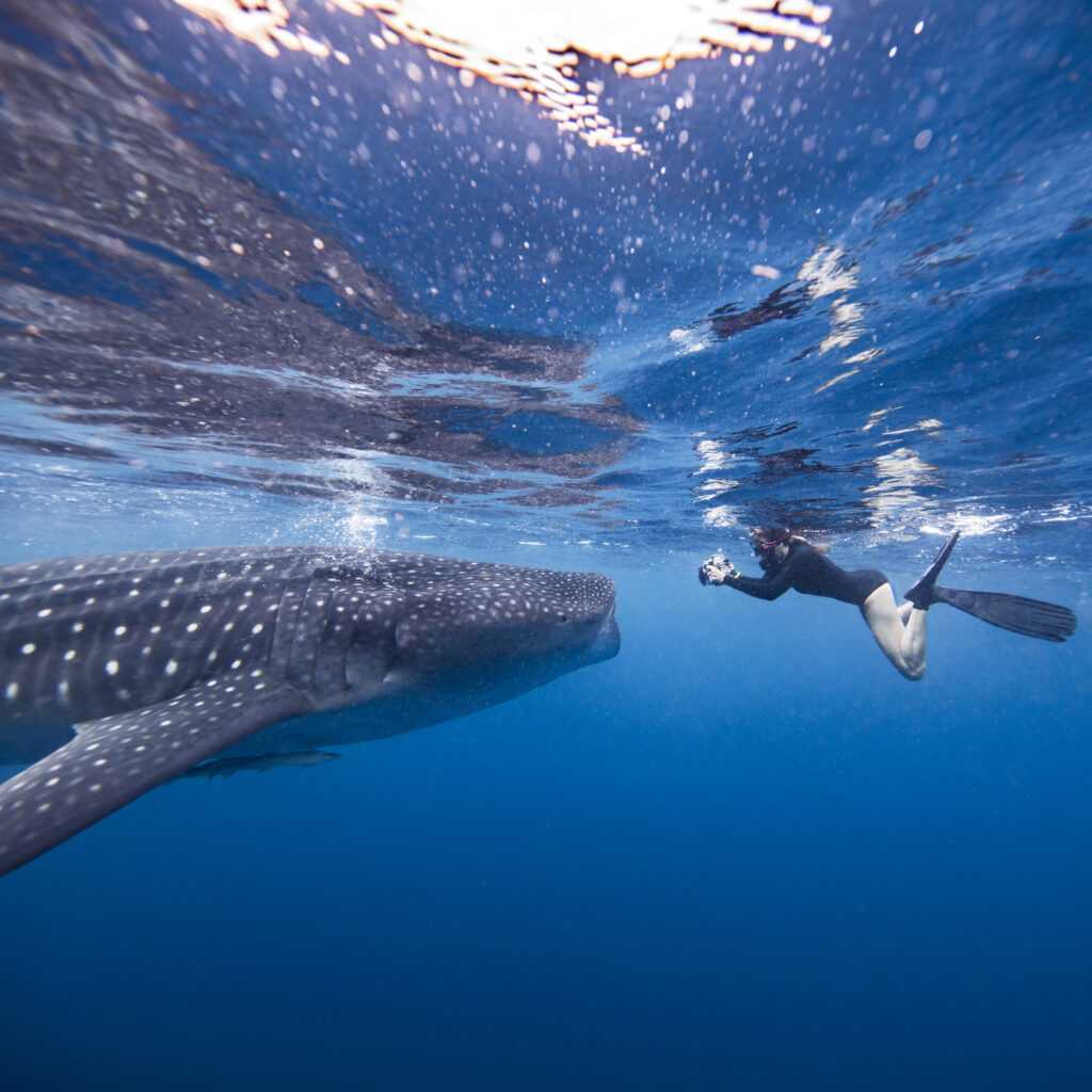 From June to September, México's Riviera Maya gives its crystal clear blue waters to a spectacular migration of Whale Sharks along the coas from Siaan Ka'an to Holbox, the whole peninsula hosts these magnificent creatures.