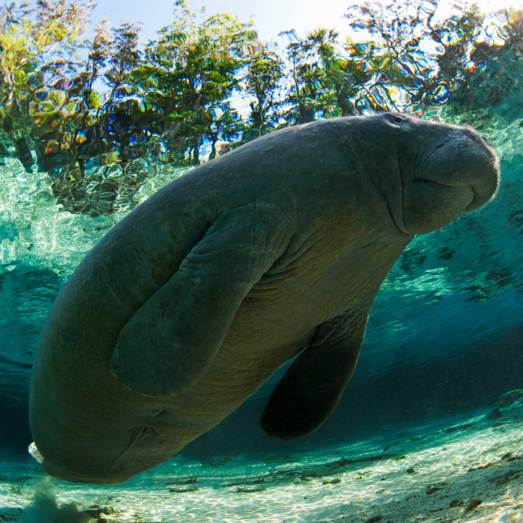 Manatee migrating through the clear blue Caribbean waters of the Sian Ka'an Biosphere as these animals find a spot to feed and to breed as they rest, recover, and prepare to finish their journey to the Florida Keys.