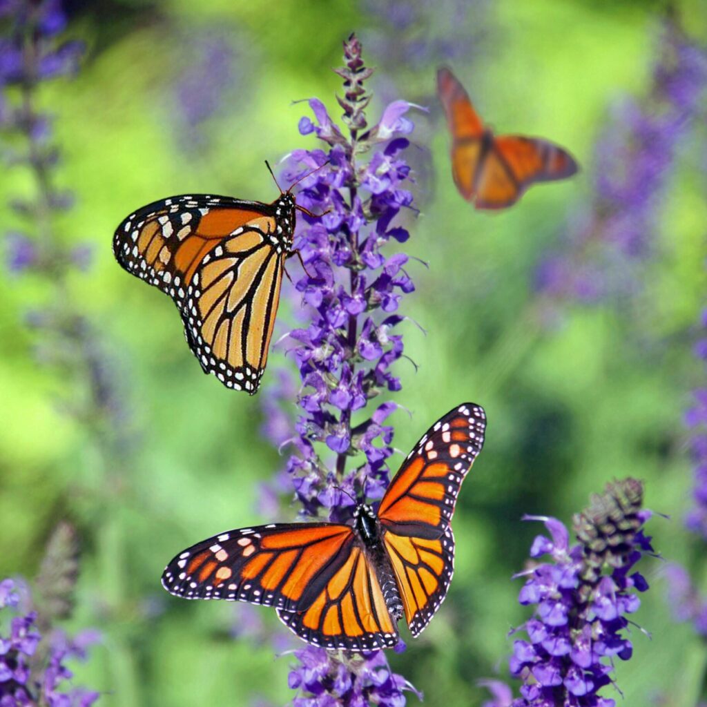 Every year, the monarch butterfly embarks on a remarkable journey spanning 4,000 kilometers with its fragile wings. Originating from Canada and the northeastern United States, its migration culminates in the mountains of Mexico, coinciding with the festivities of the Day of the Dead.